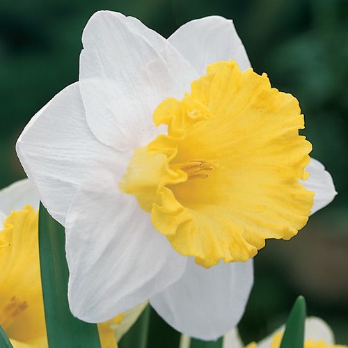 Narcissus 'Las Vegas'